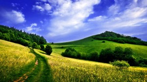 Sfondi primavera - campo di grano