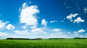 Sfondo primavera e campo di grano