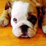 Sfondi bulldog cuccioli