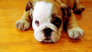 Sfondi bulldog cuccioli