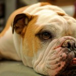 Sfondi bulldog cucciolo HD