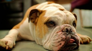 Sfondi bulldog cucciolo HD