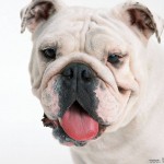 Sfondi bulldog inglese bianco