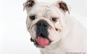 Sfondi bulldog inglese bianco