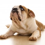 Sfondi bulldog per desktop