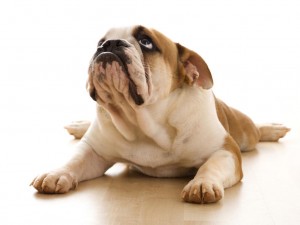 Sfondi bulldog per desktop