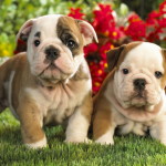 Sfondi-cuccioli-teneri-bulldog