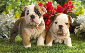 Sfondi-cuccioli-teneri-bulldog