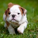 Sfondi cucciolo bulldog bellissimo