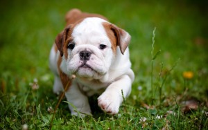 Sfondi cucciolo bulldog bellissimo