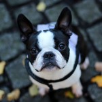 Sfondo bulldog francese