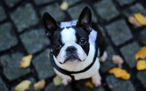 Sfondo bulldog francese