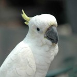 Sfondo pappagallo cacatua