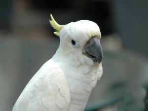 Sfondo pappagallo cacatua