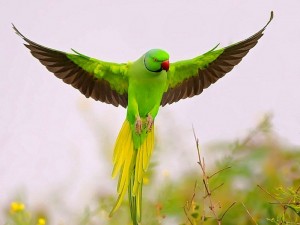 Sfondo pappagallo verde