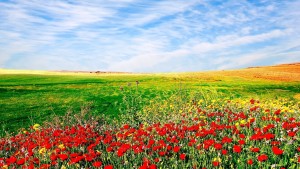 Sfondo paesaggio e campo di tulipani