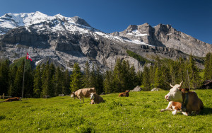 Sfondo HD montagne e mucche al pascolo