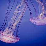 Sfondi meduse bellissime