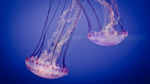 Sfondi meduse bellissime