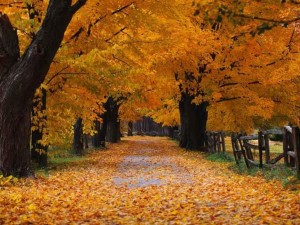 Sfondi paesaggi autunno nel bosco