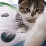 Gif animata gattino che gioca