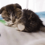 Gif animata gattino dolcissimo