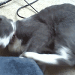 Gif animata gatto simpatico