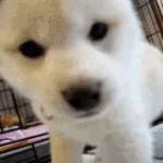 Gif animate cane annusa