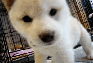 Gif animate cane annusa