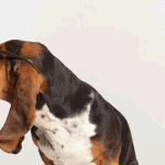 Gif animate cane con occhiali