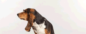 Gif animate cane con occhiali