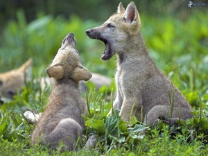 Sfondi cuccioli lupo