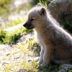 Sfondo cucciolo di lupo