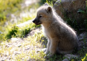 Sfondo cucciolo di lupo