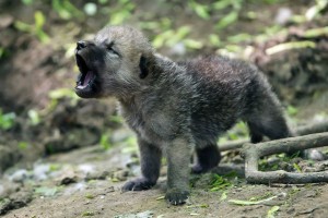 Sfondo-cucciolo-di-lupo-tenero