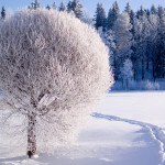 Sfondo inverno albero innevato