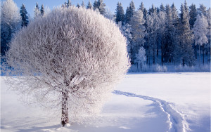 Sfondo inverno albero innevato