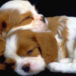 Sfondo cuccioli cavalier king dormono