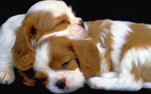 Sfondo cuccioli cavalier king dormono