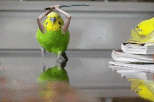 Gif animata pappagallo con la sciabola