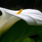 Sfondo calla fiore