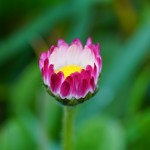 Sfondo fiore margherita in primo piano