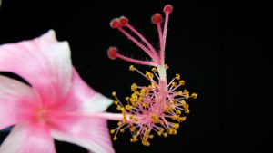 Sfondo fiore rosa pistillo macro