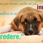 Frasi-belle-sullamore-dei-cani