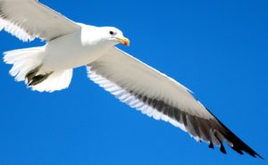 Sfondo gabbiano in volo