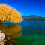 Sfondo paesaggio con albero e lago