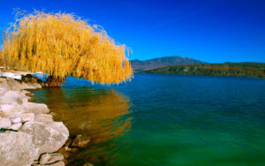 Sfondo paesaggio con albero e lago