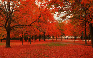 Sfondo-autunno-foglie-rosse