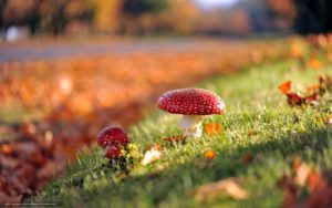 Sfondo autunno funghi velenosissimi